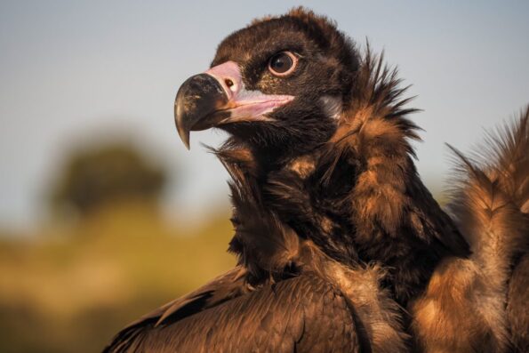 EZ-M4015_4PRO_Marcin_Dobas_DBS62680