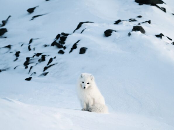 Hannes_Becker_@hannes_becker_Svalbard_OM-D_E-M1X_40-150mm_Zoom_Pro_MC-14_210mm_F4_1-250sec_ISO640