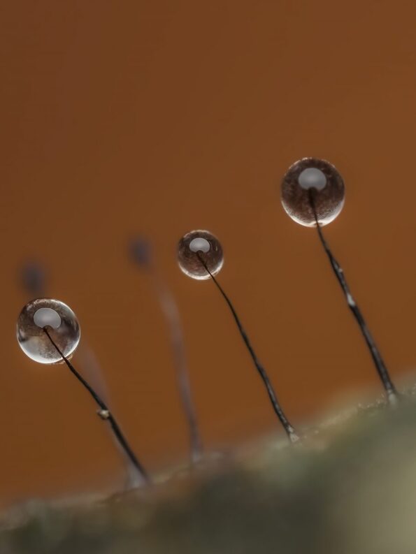 Jamie_Rosencrans_90Macro_353__2022-12__OM-1__M.Zuiko_90mm_F3.5__90mm__1-100s__F6.3__ISO250