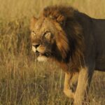 ACCESSORIES_MC-20__Product_000