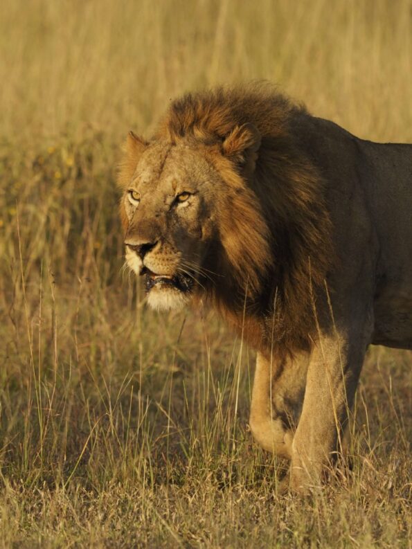 Jay_Dickman_Grumeti_OM-D_E-M1X_300mm_Tele_PRO_MC-20_F8_1-640sec_ISO1250