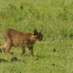 ACCESSORIES_MC-20__Product_000