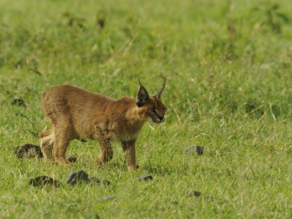 Jay_Dickman_Ngorongoro_OM-D_E-M1X_300mm_Tele_PRO_MC-20_F9_1-1000sec_ISO800