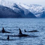 ACCESSORIES_MC-14_black__Product_000-1-scaled