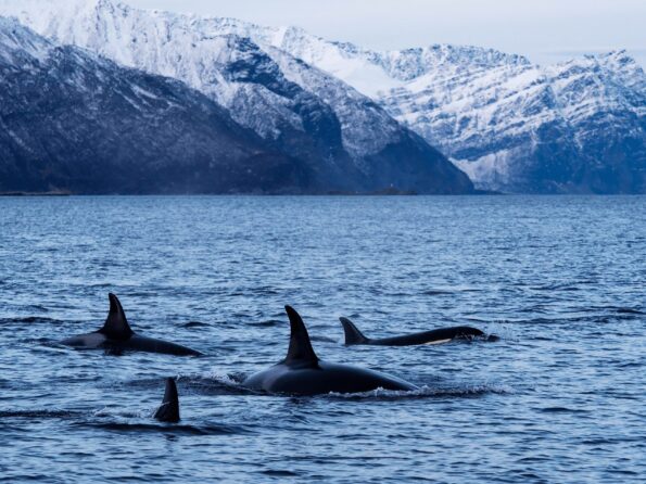 Lukasz_Bozycki_OM-D_E-M1_Mark_II_40-150mm_Tele_MC-14_F4_1-640sec_ISO250_002