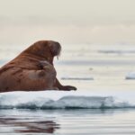 ACCESSORIES_MC-14_black__Product_000-1-scaled