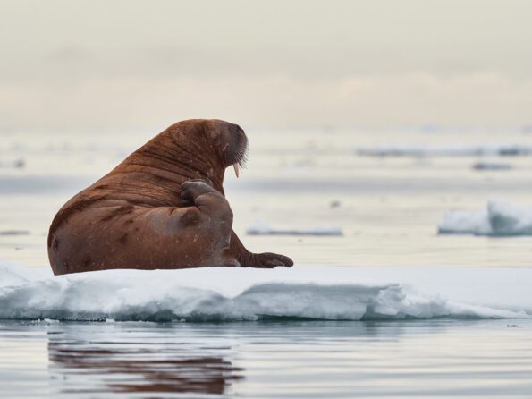 OM-D_E-M1X_300_Tele_MC-14_420_F56_1-800sec_ISO320