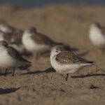 ACCESSORIES_MC-20__Product_000