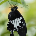 ACCESSORIES_MC-20__Product_000