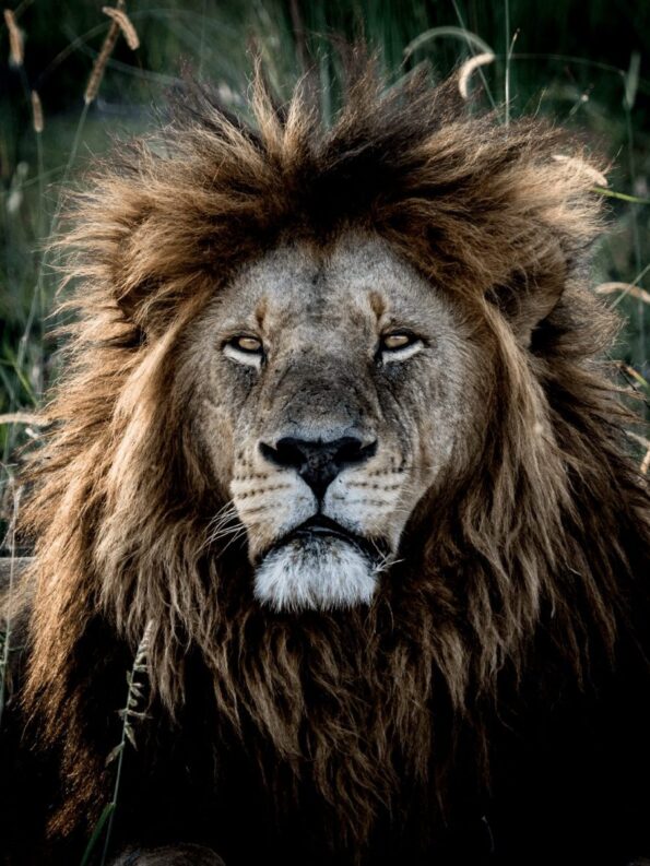 OM-D_E-M1_Mark_II_EZ-M4015_PRO_MC-14_Nick_Leuenberger__Sample_002-scaled