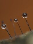 9035_90mm_90macro_BLK_Stand_MF